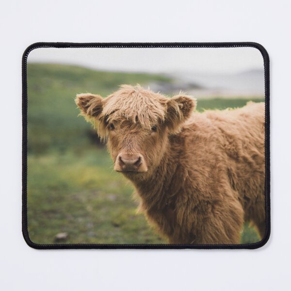 Item preview, Highland Cow - Scottish highland calf designed and sold by anass002.