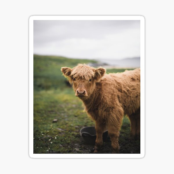 Item preview, Highland Cow - Scottish highland calf designed and sold by anass002.