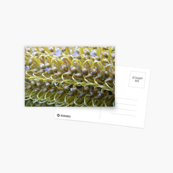 Emerald Lake Banksia Postcard