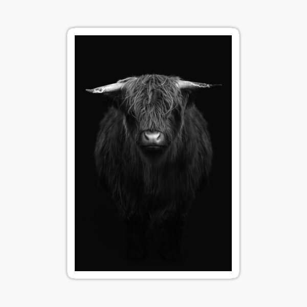 Item preview, Highland Cow - Black & White Scottish highland calf designed and sold by anass002.