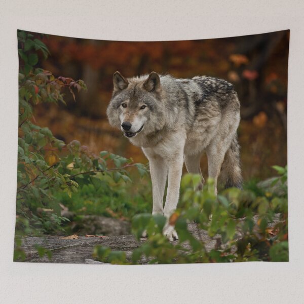 Item preview, Gray Wolf designed and sold by Michael Cummings.