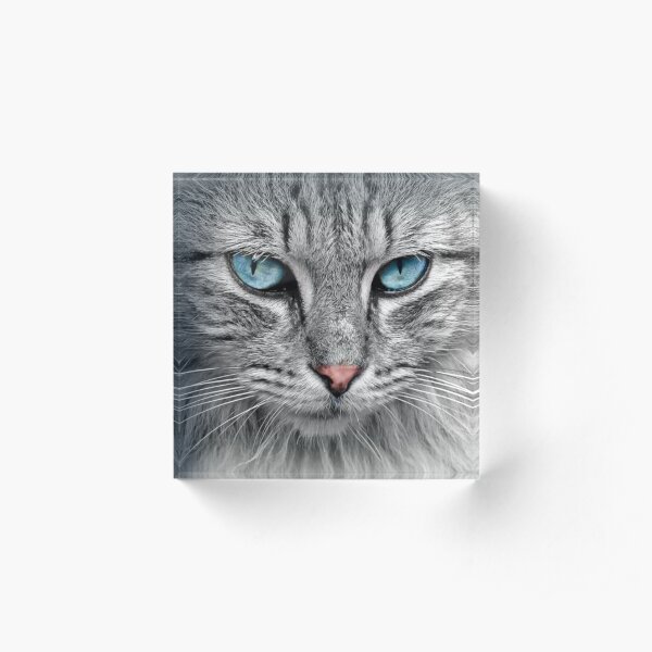 Cat Acrylic Block