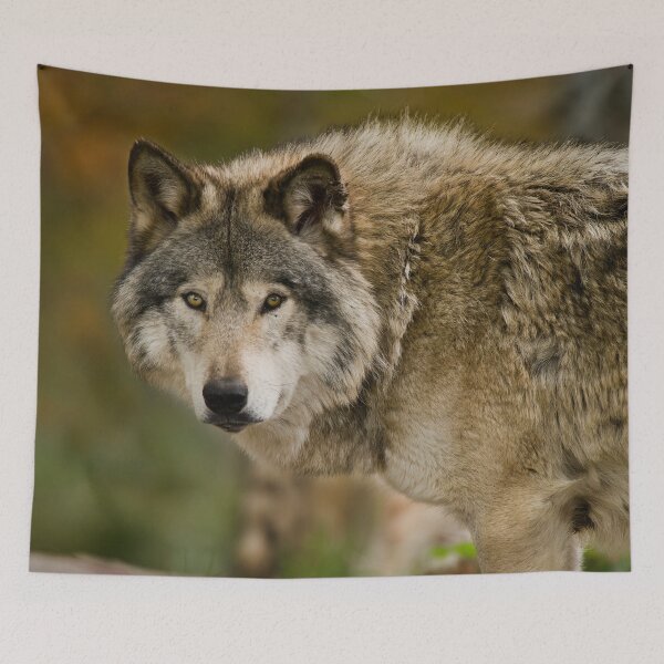 Item preview, Gray Wolf designed and sold by Michael Cummings.
