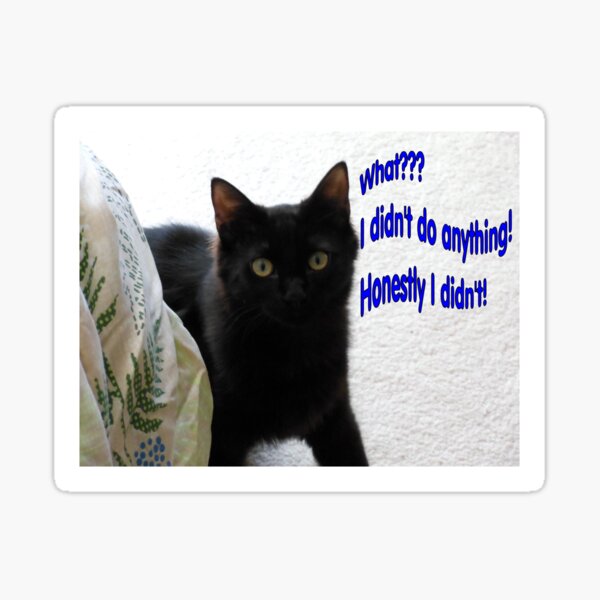 What?? I didn't do anything wrong! Honestly I didn't! Sticker