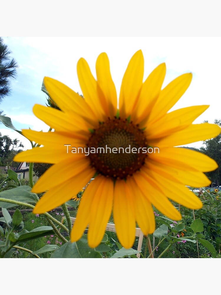 Sun Flower by Tanyamhenderson