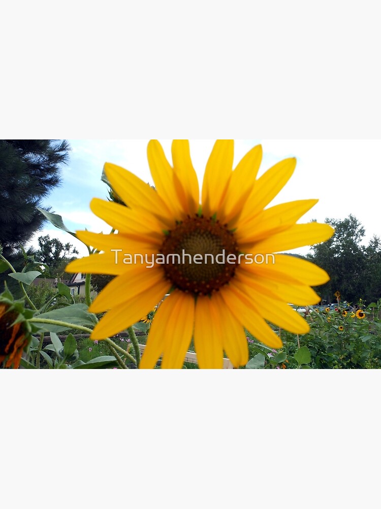 Sun Flower by Tanyamhenderson