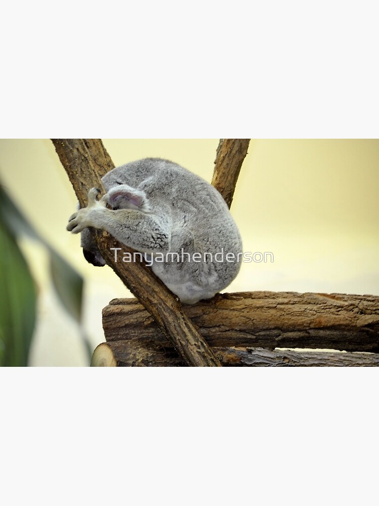 Shy Koala by Tanyamhenderson
