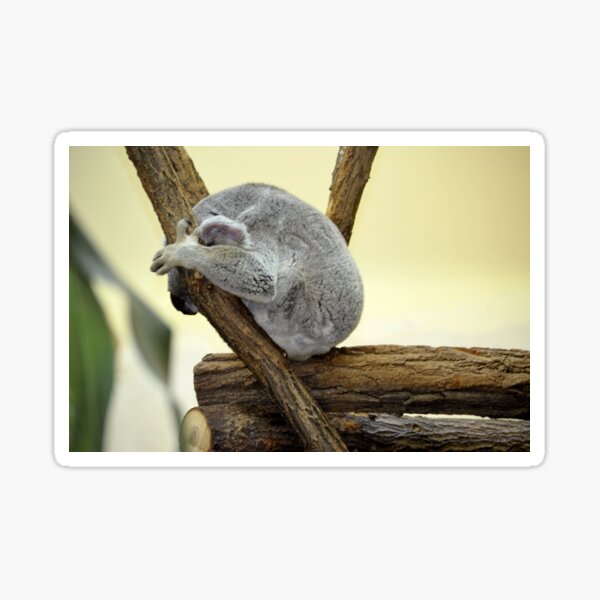 Shy Koala Sticker