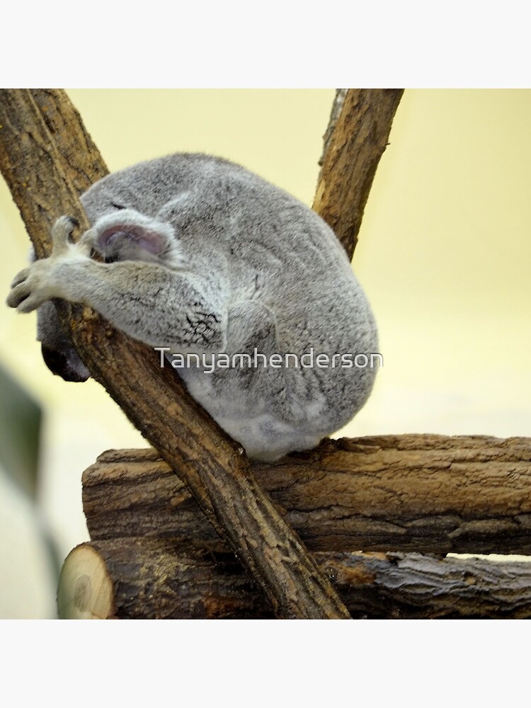 Shy Koala by Tanyamhenderson