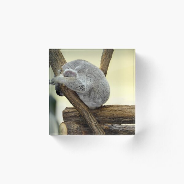 Shy Koala Acrylic Block