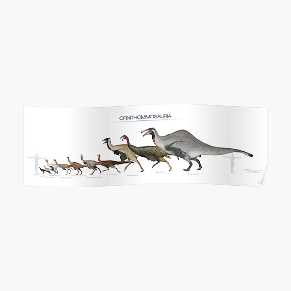 Size of some Ornithomimosaurs Poster