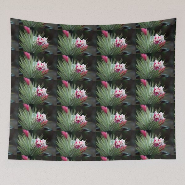 Aperçu de l'œuvre  ça fleurit ...
Comment ça marche??
! http: //images-3.redbubble.net/img/art/border: blackwithdetail / produit: impression plastifiée / taille: petite / vue: aperçu / 2706537-2-air-plant.jpg! créée et vendue par Katagram.