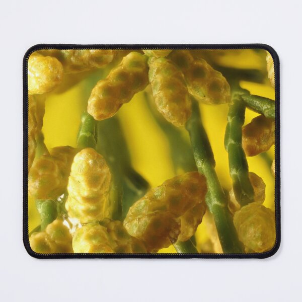 Item preview, Coniferous Colour designed and sold by NanaRusty.
