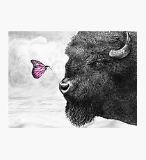 Bison and Butterfly (landscape format) Photographic Print