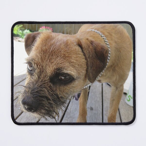Item preview, Copie de golden Border terrier designed and sold by AHELENE.