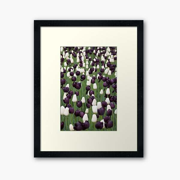 Tulip field Framed Art Print
