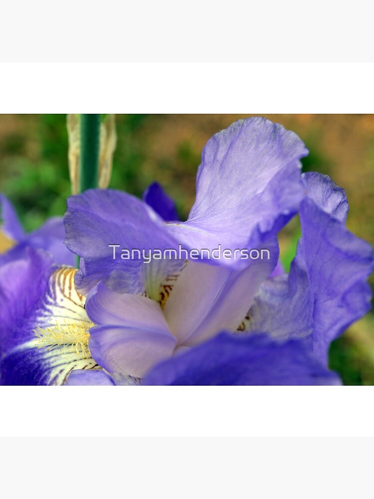 Inside the Iris by Tanyamhenderson