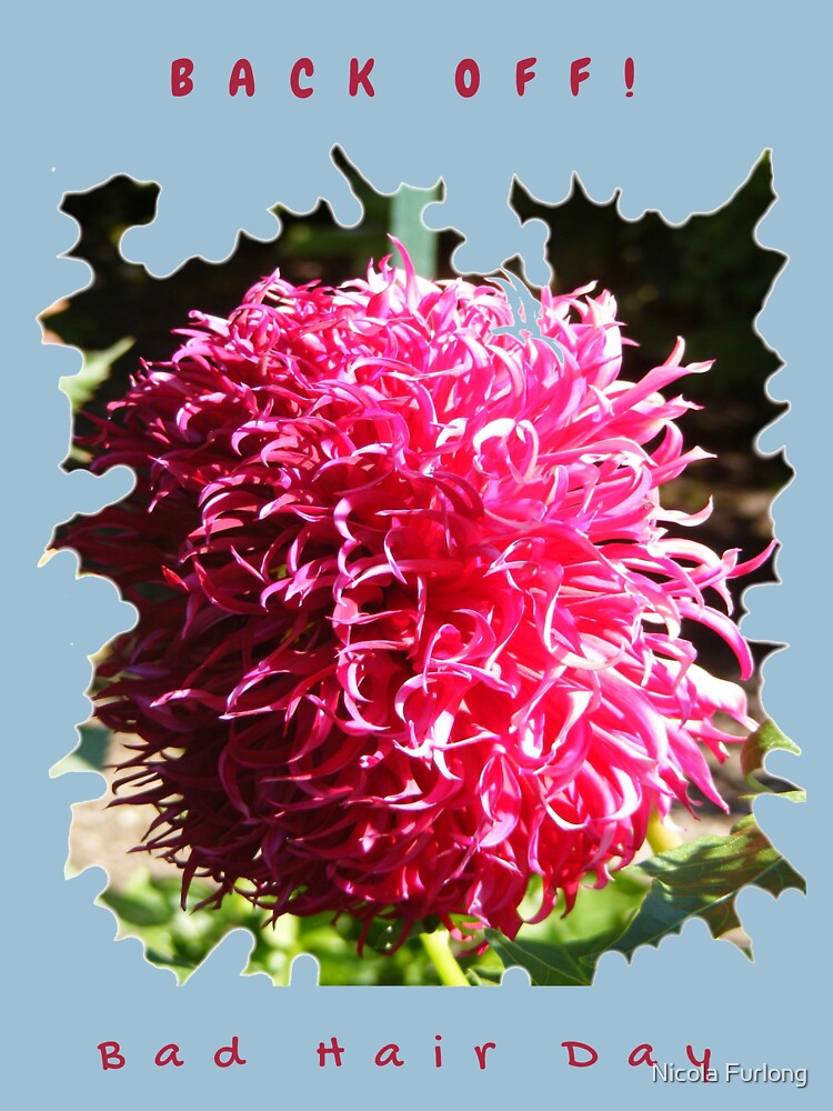 BAD HAIR DAY, PINK DAHLIA FLOWER by nicolafurlong