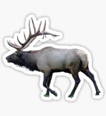 Willow Wapiti elk Sticker