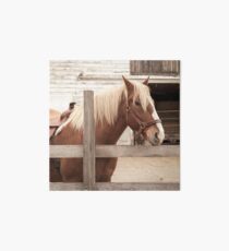 Braunes Pferd Fotografie Galeriedruck