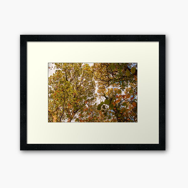 Autumn Tress Framed Art Print
