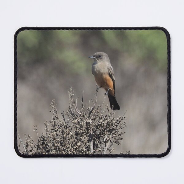 Item preview, Say's Phoebe   designed and sold by happynaturalist.