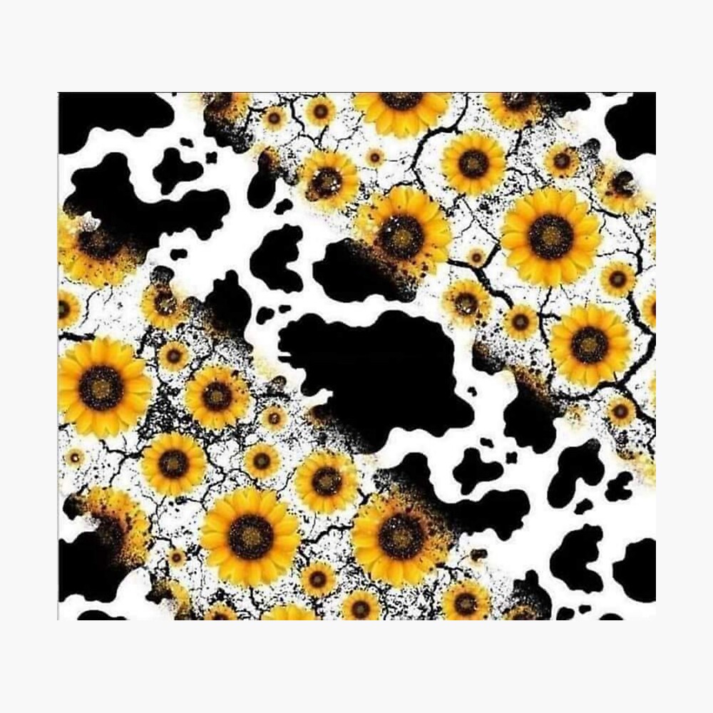 Sunflower love heifers cow HD phone wallpaper  Pxfuel
