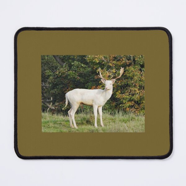 Item preview, A Handsome White Hart Stag designed and sold by Karen Thomson.