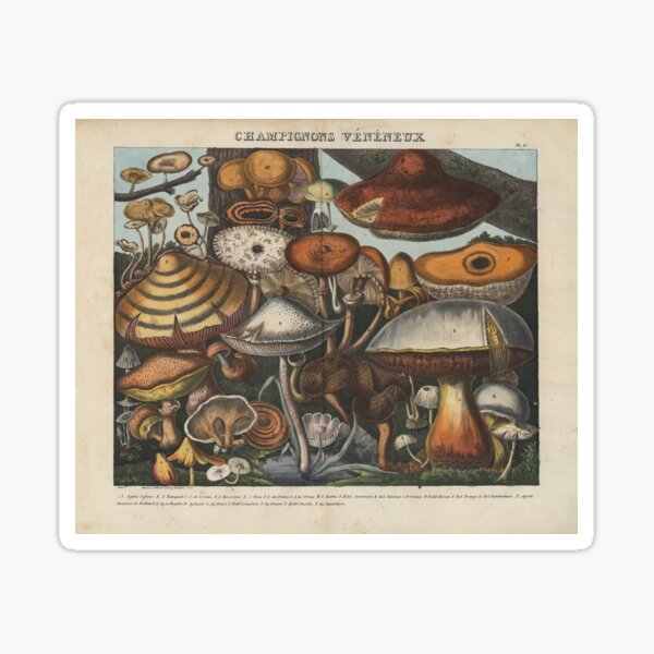 Item preview, Mushrooms (Champignons) designed and sold by Lloyd Library & Museum.