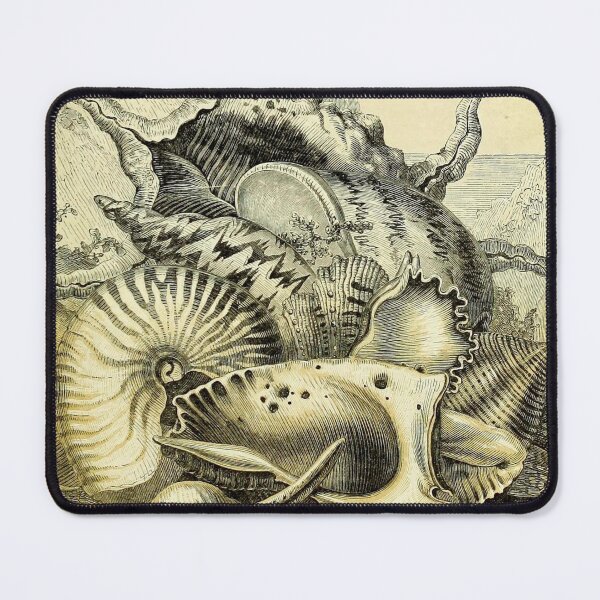 Item preview, Ocean shells designed and sold by Lloyd Library & Museum.