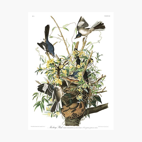 Mockingbird - John James Audubon Photographic Print