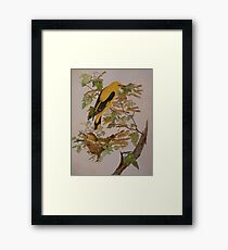 GOLDEN ORIOLES - water-colour - sold Framed Print