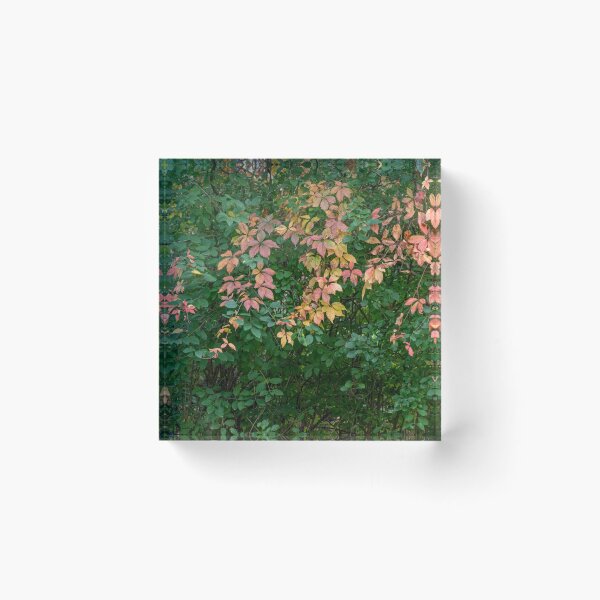 Item preview, The Beginning of Autumn Colour Changes designed and sold by Gerda Grice Photography.