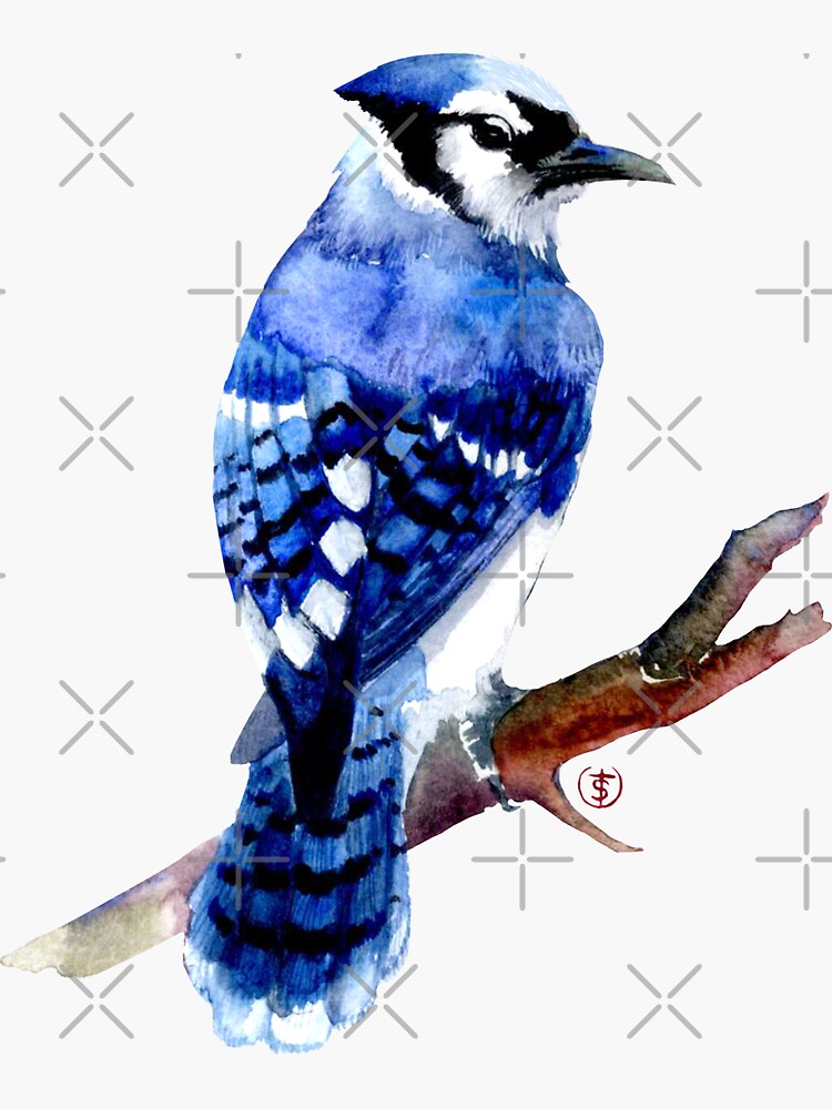 "Watercolor blue jay " Sticker for Sale by torysevas Redbubble