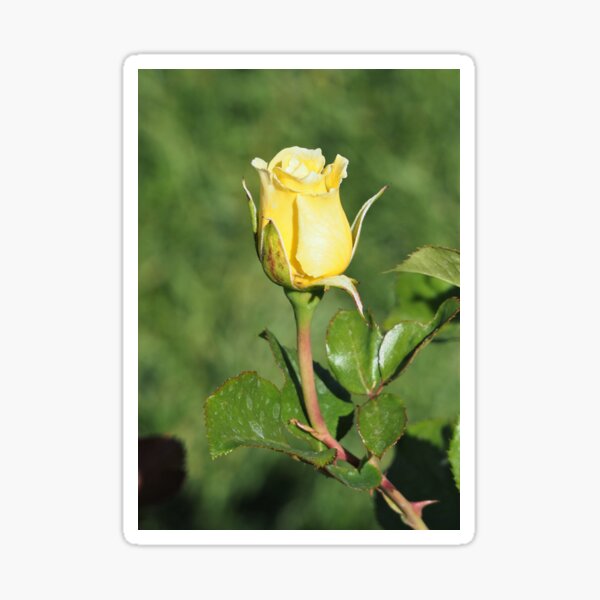 Yellow Rose Sticker