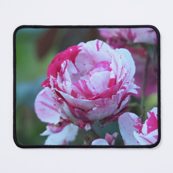 Item preview, Striped Rose designed and sold by happynaturalist.