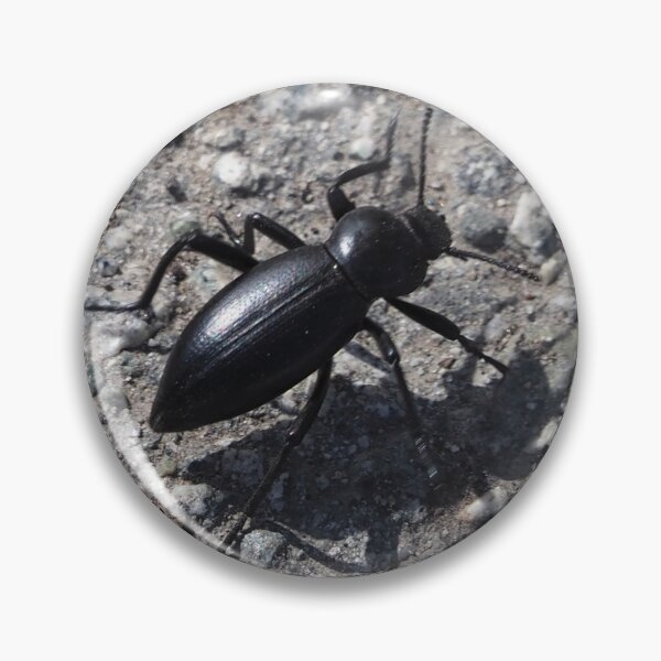 Item preview, Black Beetle designed and sold by happynaturalist.