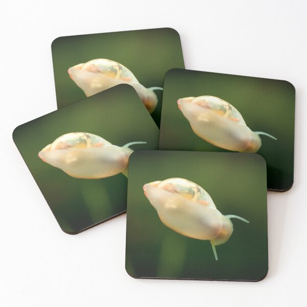 Item preview, Physidae snail, bladder snails, family of air breathing freshwater snails, aquatic pulmonate gastropod molluscs. Aquascaping Animal macro close up photography with a focus gradient, soft background. designed and sold by Marcin Adrian.