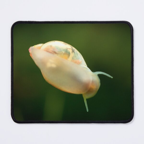 Item preview, Physidae snail, bladder snails, family of air breathing freshwater snails, aquatic pulmonate gastropod molluscs. Aquascaping Animal macro close up photography with a focus gradient, soft background. designed and sold by Marcin Adrian.
