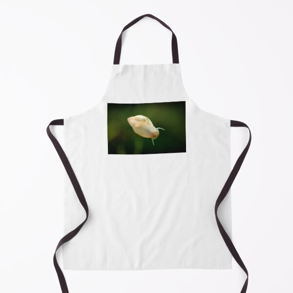 Item preview, Physidae snail, bladder snails, family of air breathing freshwater snails, aquatic pulmonate gastropod molluscs. Aquascaping Animal macro close up photography with a focus gradient, soft background. designed and sold by Marcin Adrian.