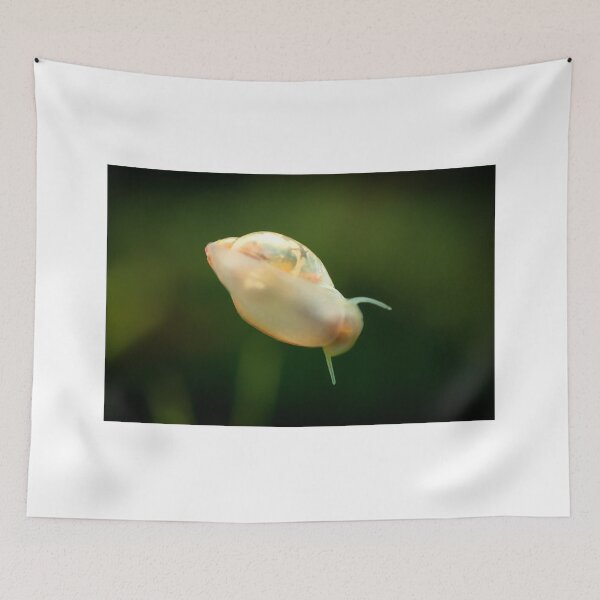 Item preview, Physidae snail, bladder snails, family of air breathing freshwater snails, aquatic pulmonate gastropod molluscs. Aquascaping Animal macro close up photography with a focus gradient, soft background. designed and sold by Marcin Adrian.