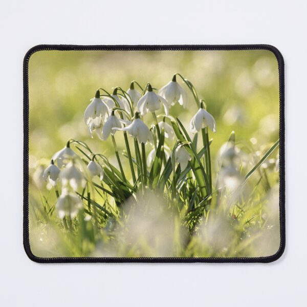 Item preview, Digital photograph of Snowdrops designed and sold by SimonJohnson1.