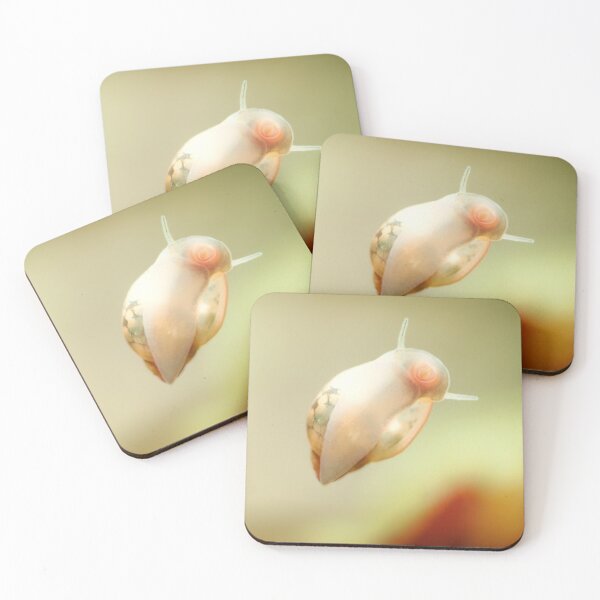 Item preview, Physidae snail, bladder snails, family of air breathing freshwater snails, aquatic pulmonate gastropod molluscs. Aquascaping Animal macro close up photography with a focus gradient, soft background. designed and sold by Marcin Adrian.