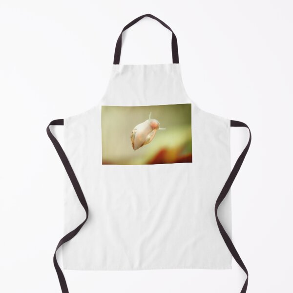 Item preview, Physidae snail, bladder snails, family of air breathing freshwater snails, aquatic pulmonate gastropod molluscs. Aquascaping Animal macro close up photography with a focus gradient, soft background. designed and sold by Marcin Adrian.