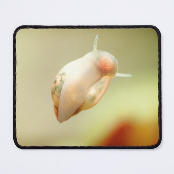 Item preview, Physidae snail, bladder snails, family of air breathing freshwater snails, aquatic pulmonate gastropod molluscs. Aquascaping Animal macro close up photography with a focus gradient, soft background. designed and sold by Marcin Adrian.