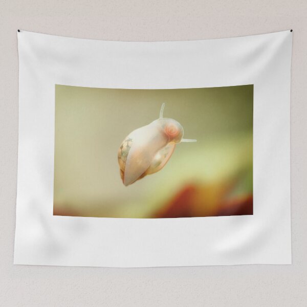 Item preview, Physidae snail, bladder snails, family of air breathing freshwater snails, aquatic pulmonate gastropod molluscs. Aquascaping Animal macro close up photography with a focus gradient, soft background. designed and sold by Marcin Adrian.