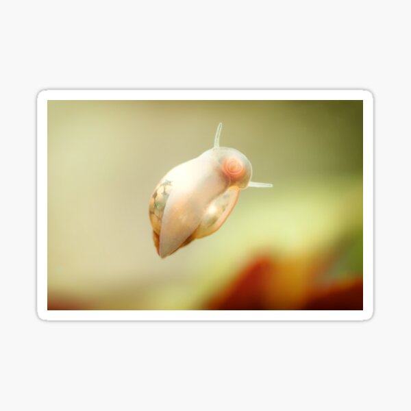 "Physidae snail, bladder snails, family of air breathing freshwater