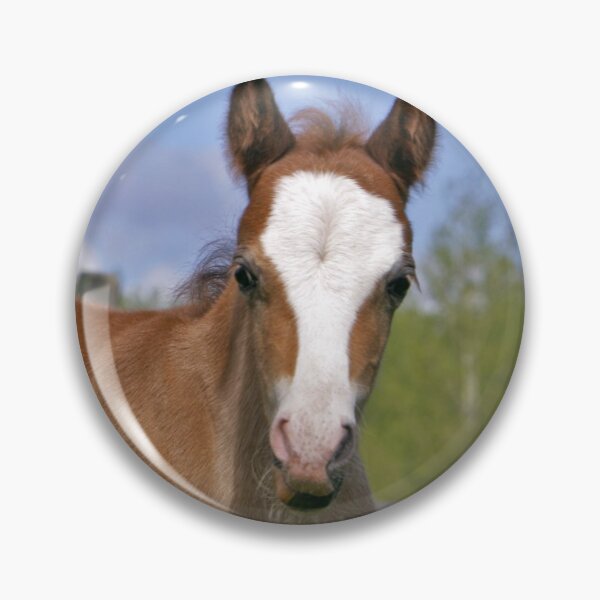 Item preview, Welsh Mountain Pony Colt designed and sold by ScienceSource.