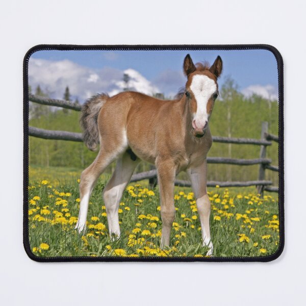 Item preview, Welsh Mountain Pony Colt designed and sold by ScienceSource.
