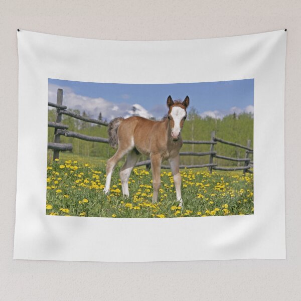 Item preview, Welsh Mountain Pony Colt designed and sold by ScienceSource.
